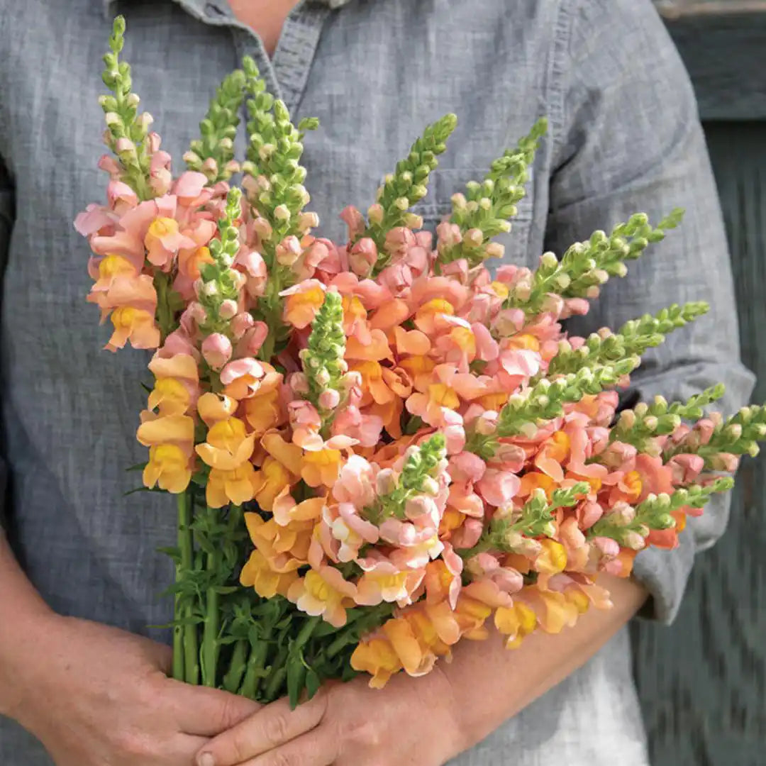 Snapdragon Seeds - Cannes Light Bronze II- III