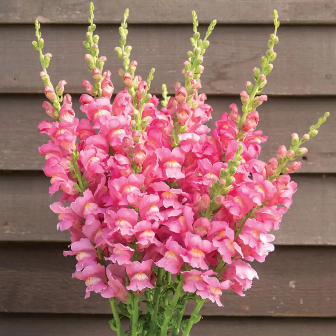 Snapdragon Seeds - Costa Deep Rose