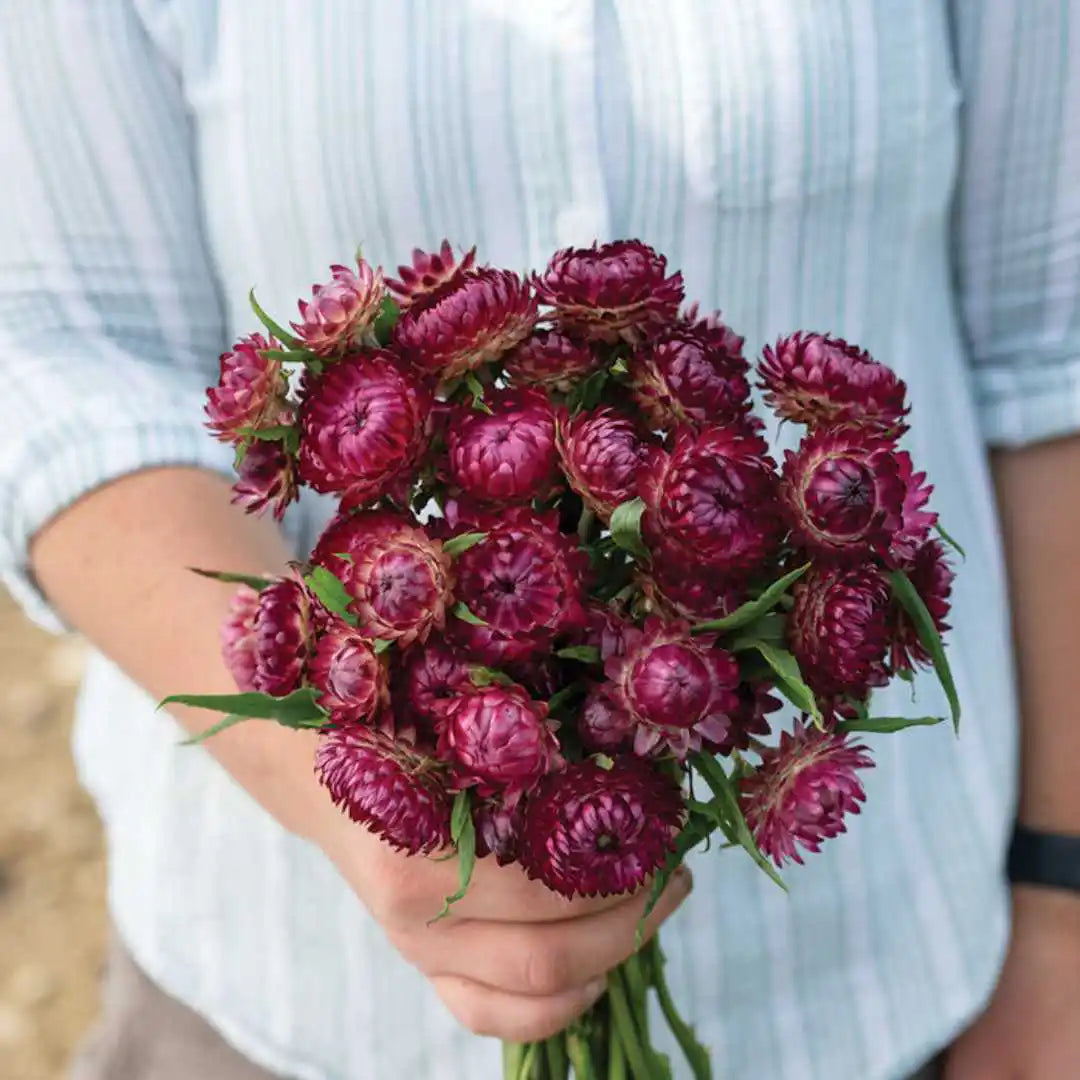 Strawflower Seeds - Cranberry Rose