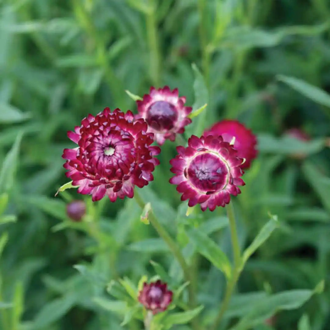 Strawflower Seeds - Cranberry Rose