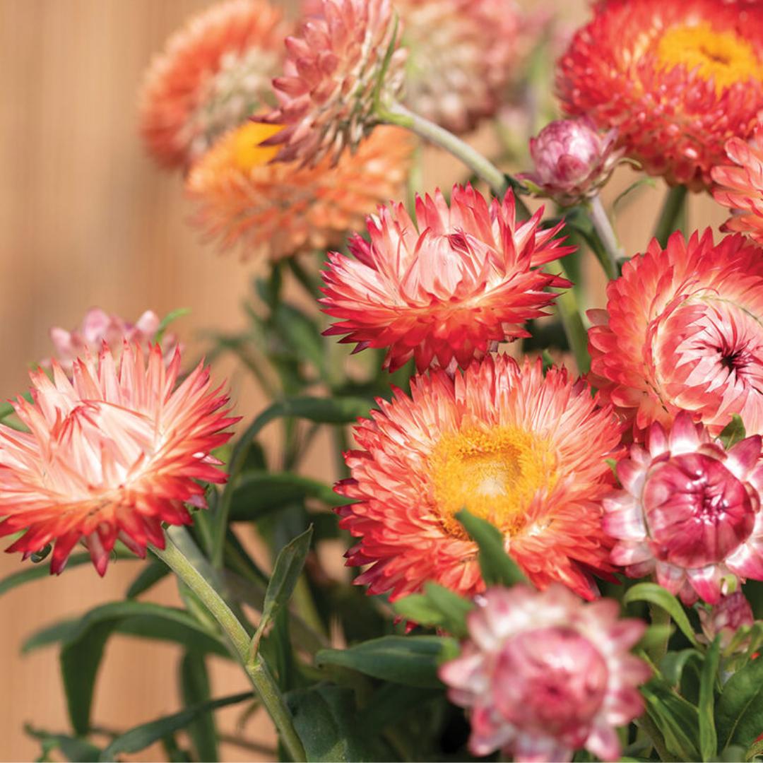 Strawflower - King Salmon