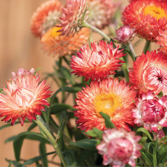 Strawflower - King Salmon