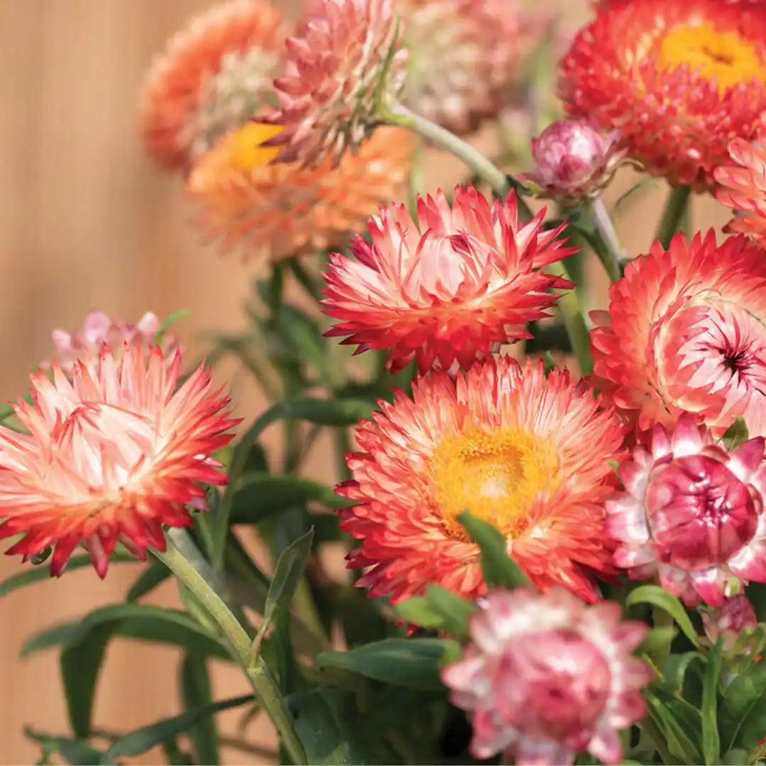Strawflower Seeds - King-Size Salmon