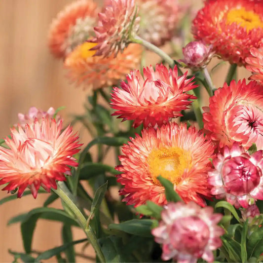 Strawflower Seeds - King-Size Salmon