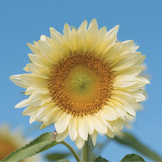Sunflower - Procut White Lite F1
