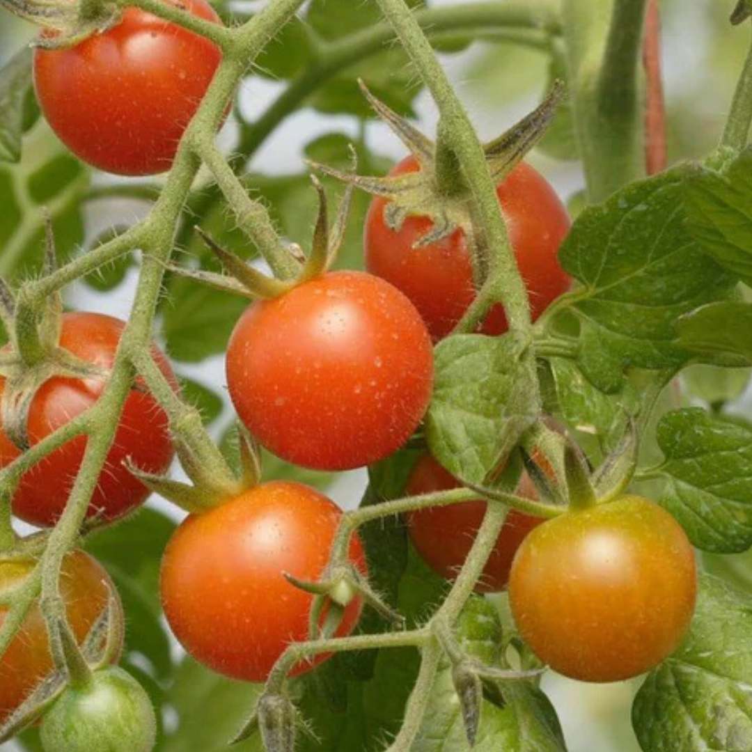 Tomato - Sweetie Million Cherry F1
