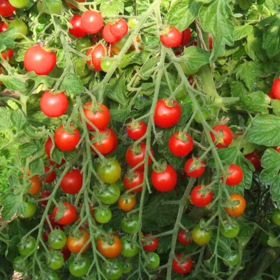 Tomato - Sweetie Million Cherry F1