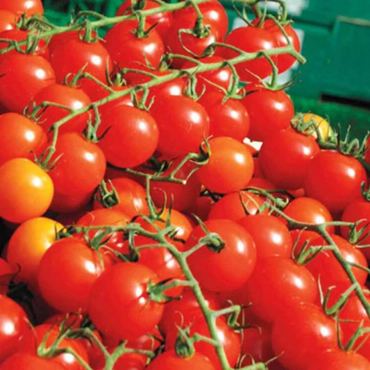 Tomato - Sweetie Million Cherry F1