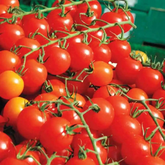 Tomato - Sweetie Million Cherry F1