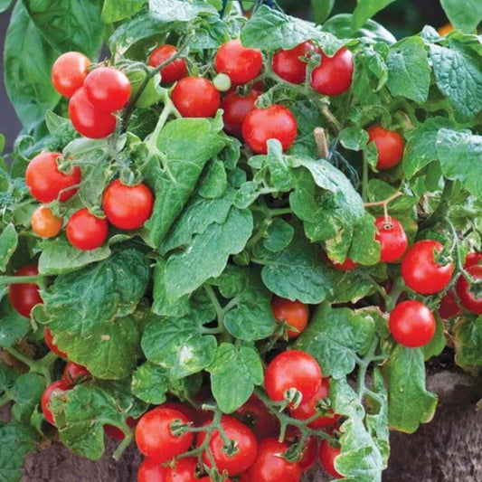 Tomato - Red Robin Compact Cherry