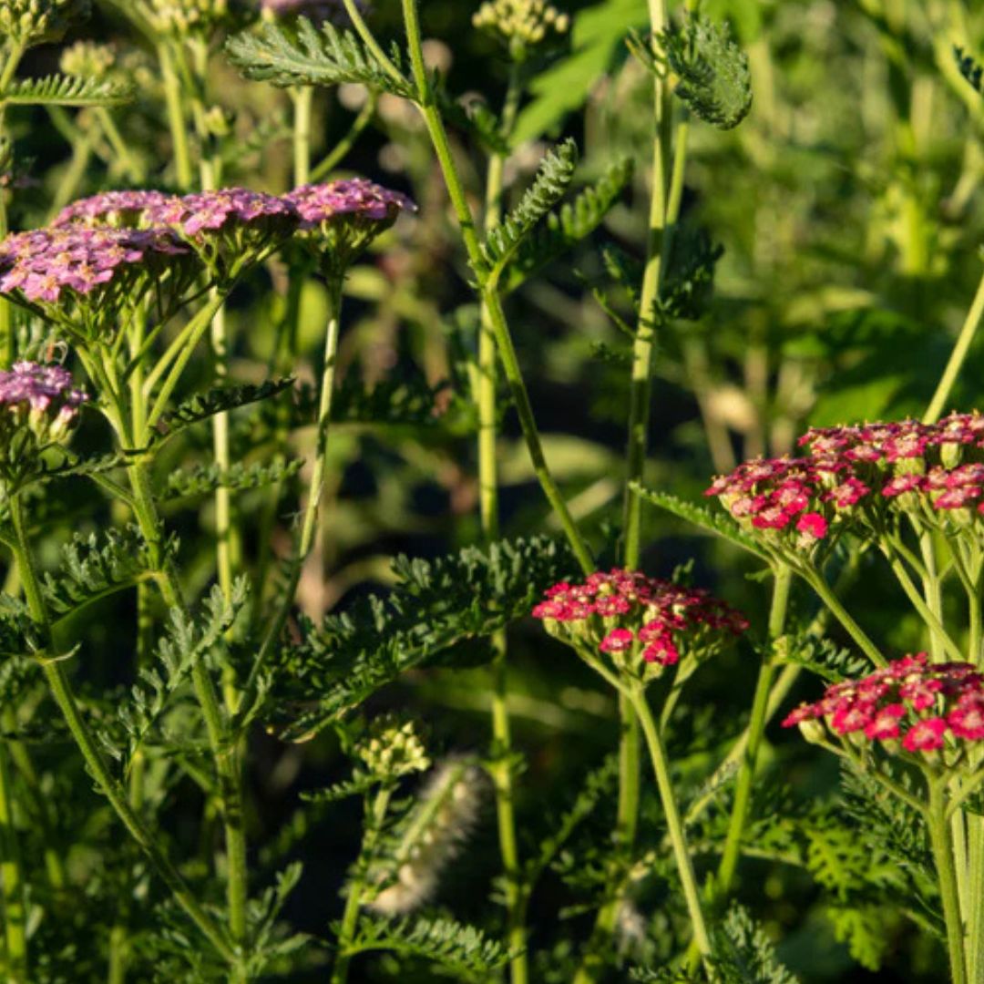 Yarrow - Flowerburst Fruit Bowl