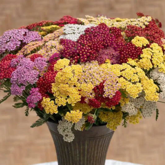 Yarrow Seeds - Flowerburst Fruit Bowl