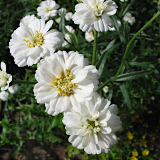 Yarrow - Sneezewort