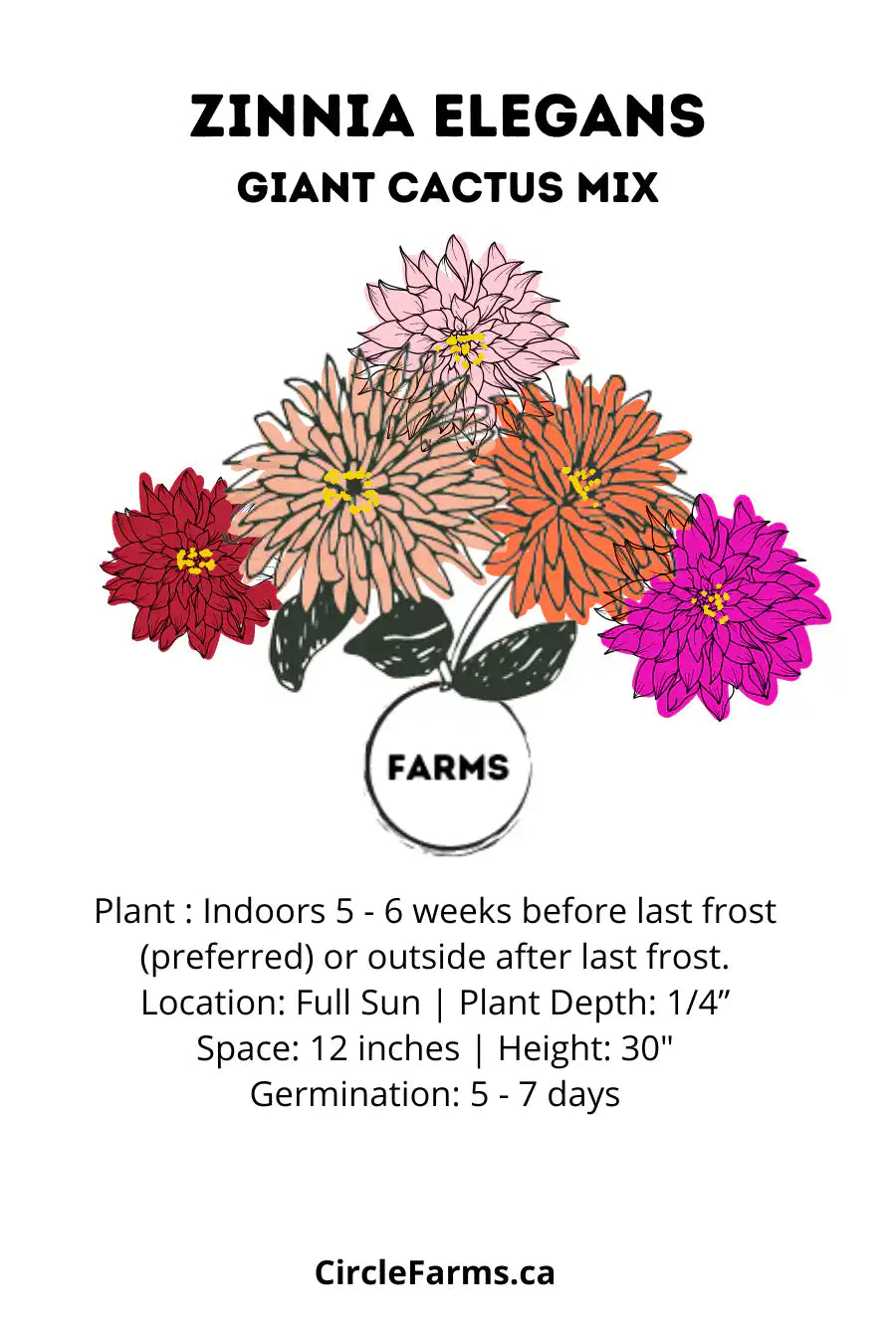 Zinnia Seeds - Cactus Hybrid Mix