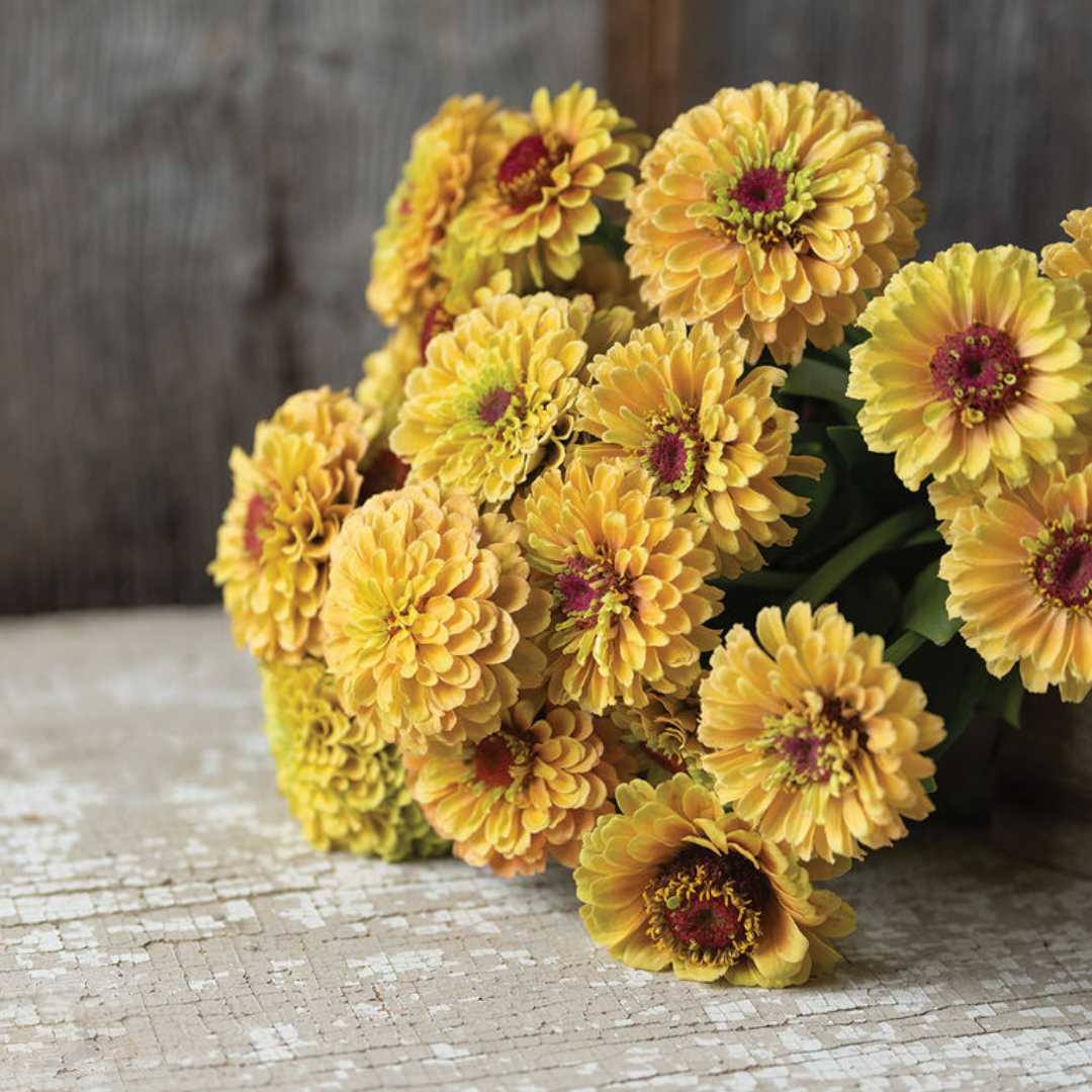 Zinnia - Queen Lemon Peach