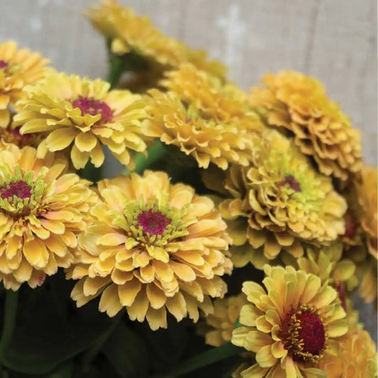 Zinnia Seeds - Queen Lemon Peach