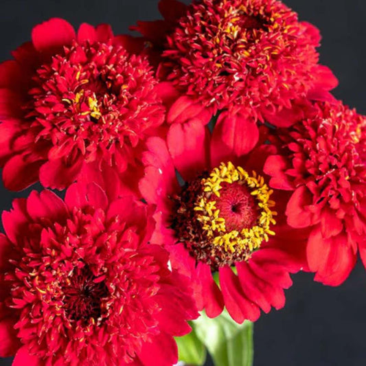 Zinnia - Sanguinea Cupcake Carmine Red