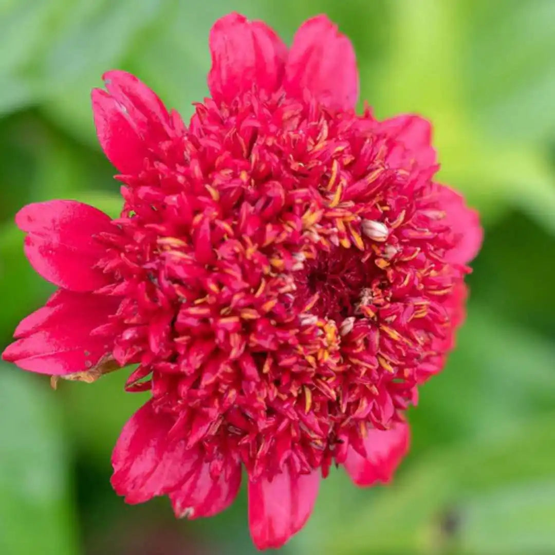 Zinnia Seeds - Sanguinea Cupcake Carmine Red