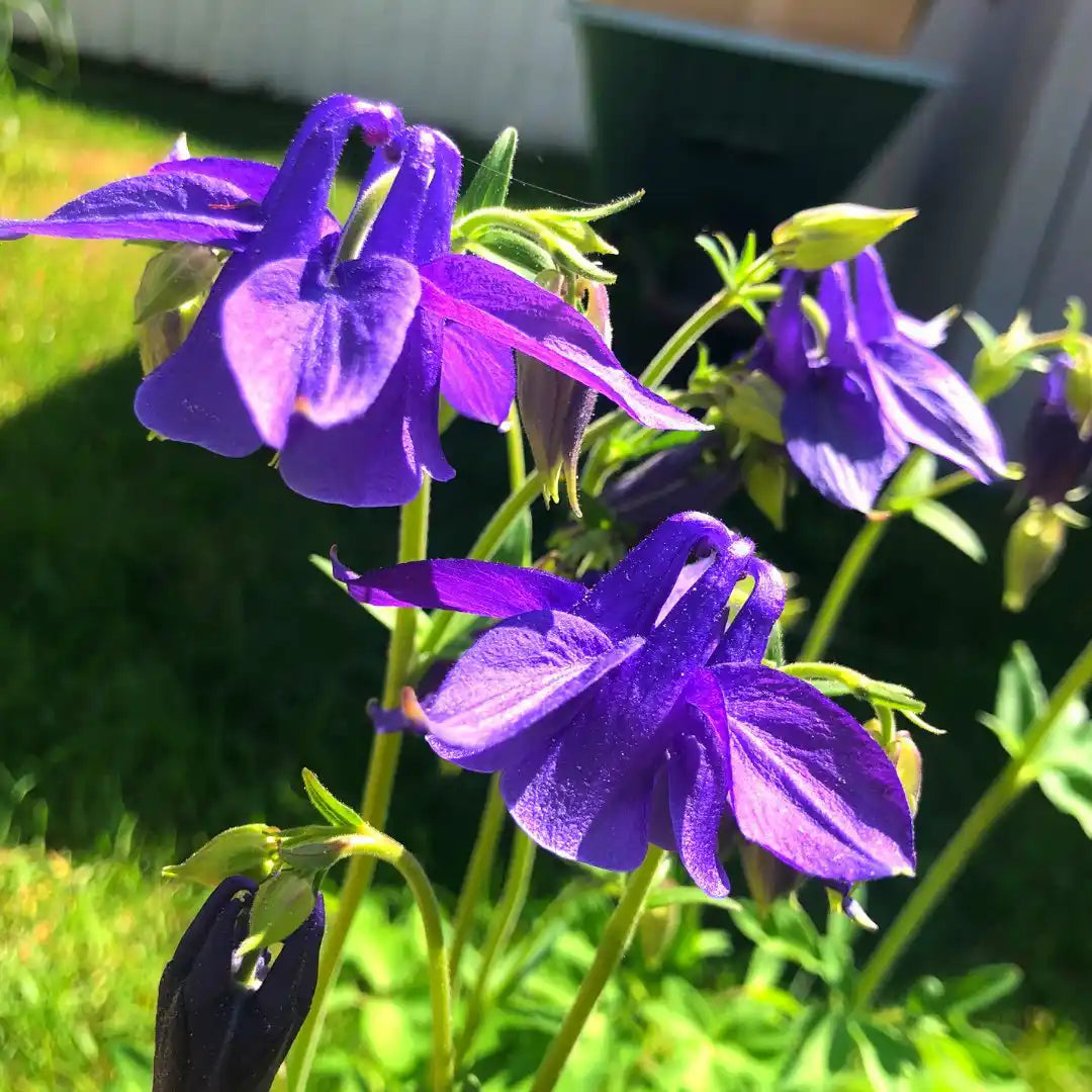Blue Columbine - Coming Soon - Circle Farms seeds