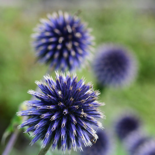 Blue Globe Thistle - Circle Farms seeds