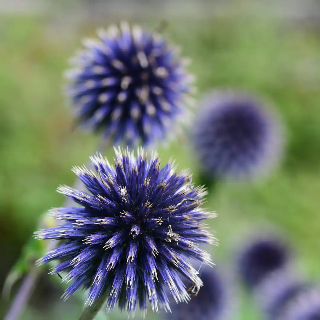 Blue Globe Thistle - Circle Farms seeds