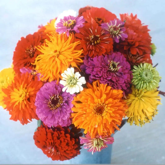 Zinnia Seeds - Benary Giant Elegans & Cactus Mix
