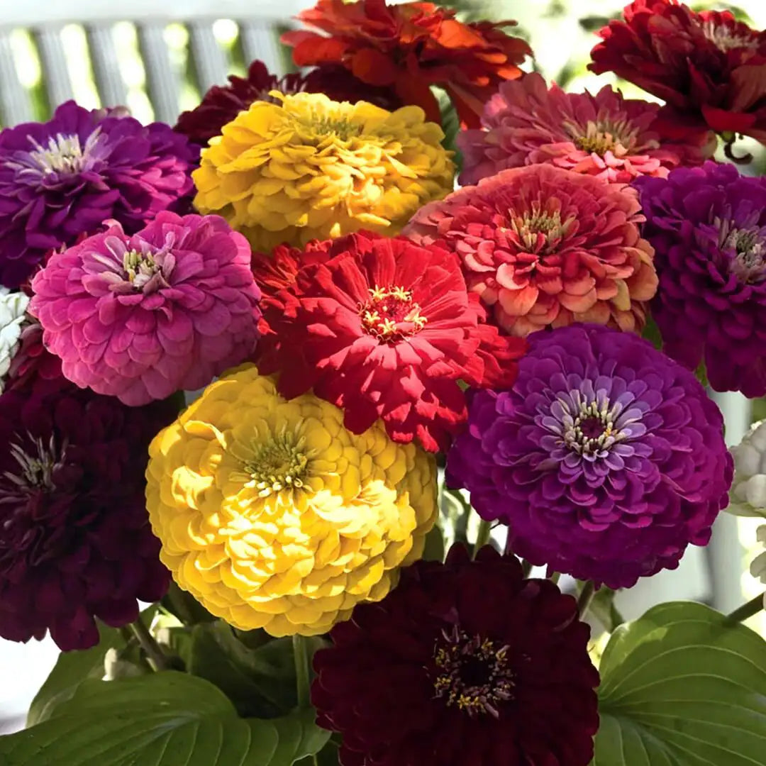 Zinnia Seeds - Benary Giant Elegans & Cactus Mix