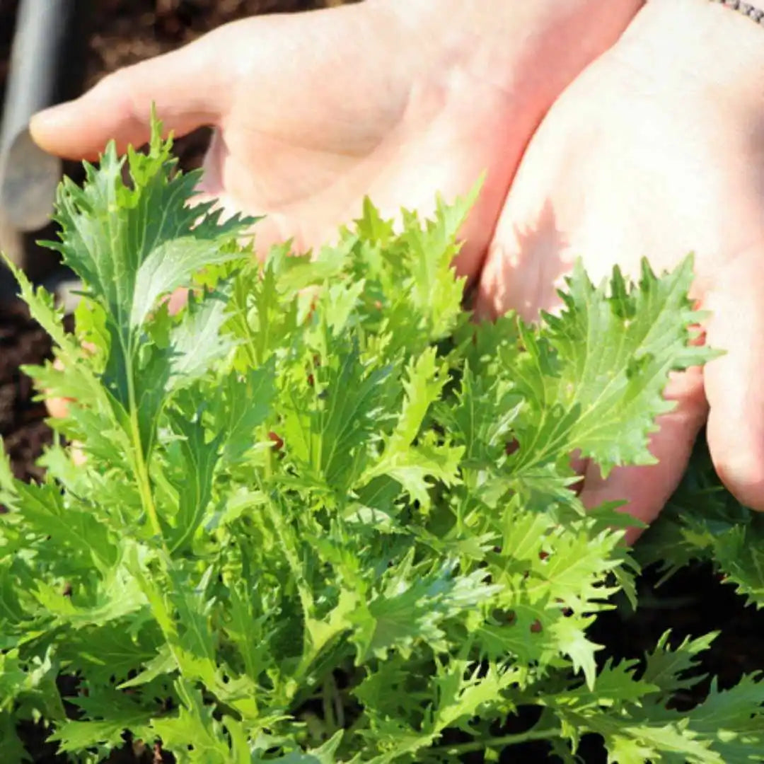 Lettuce Seeds - Mizuna Mustard (Organic)