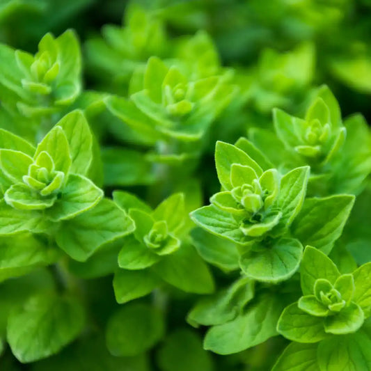 Oregano - Greek (Organic)