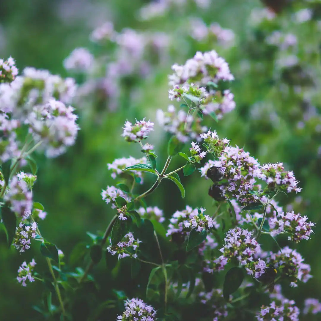 Oregano - Greek (Organic)