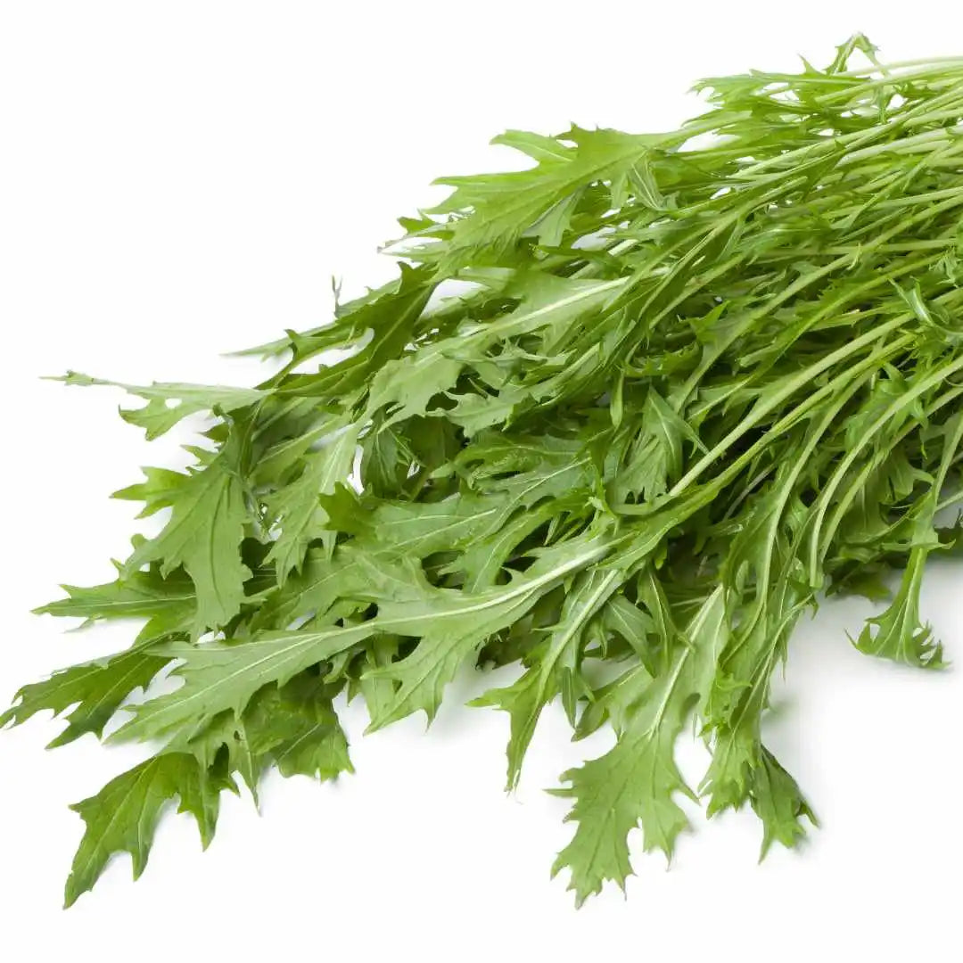 Lettuce Seeds - Mizuna Mustard (Organic)
