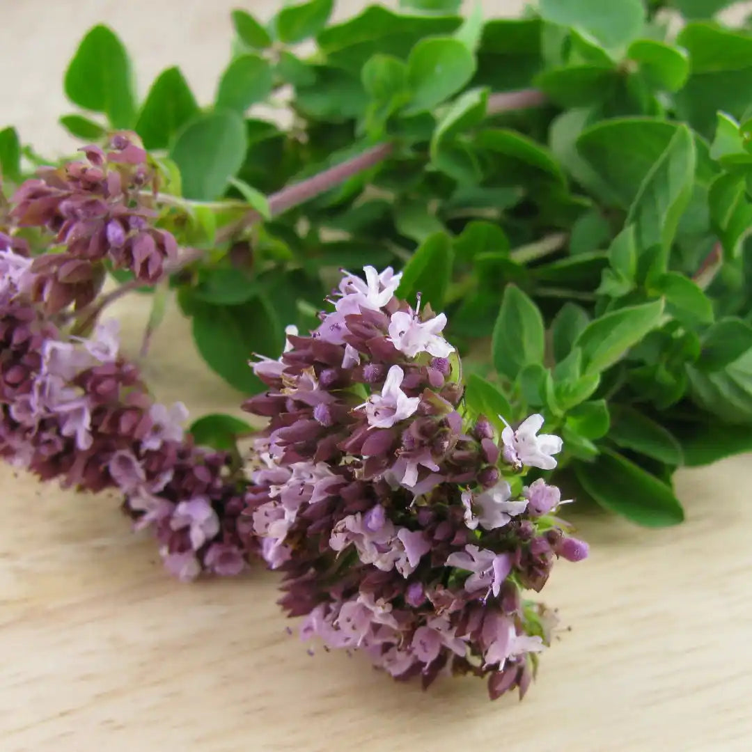 Oregano - Greek (Organic)