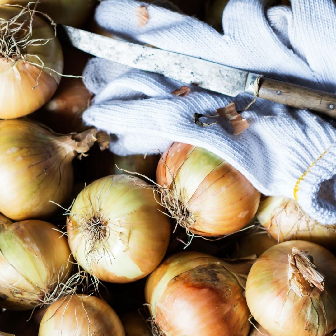 Borettana Onion - Circle Farms seeds