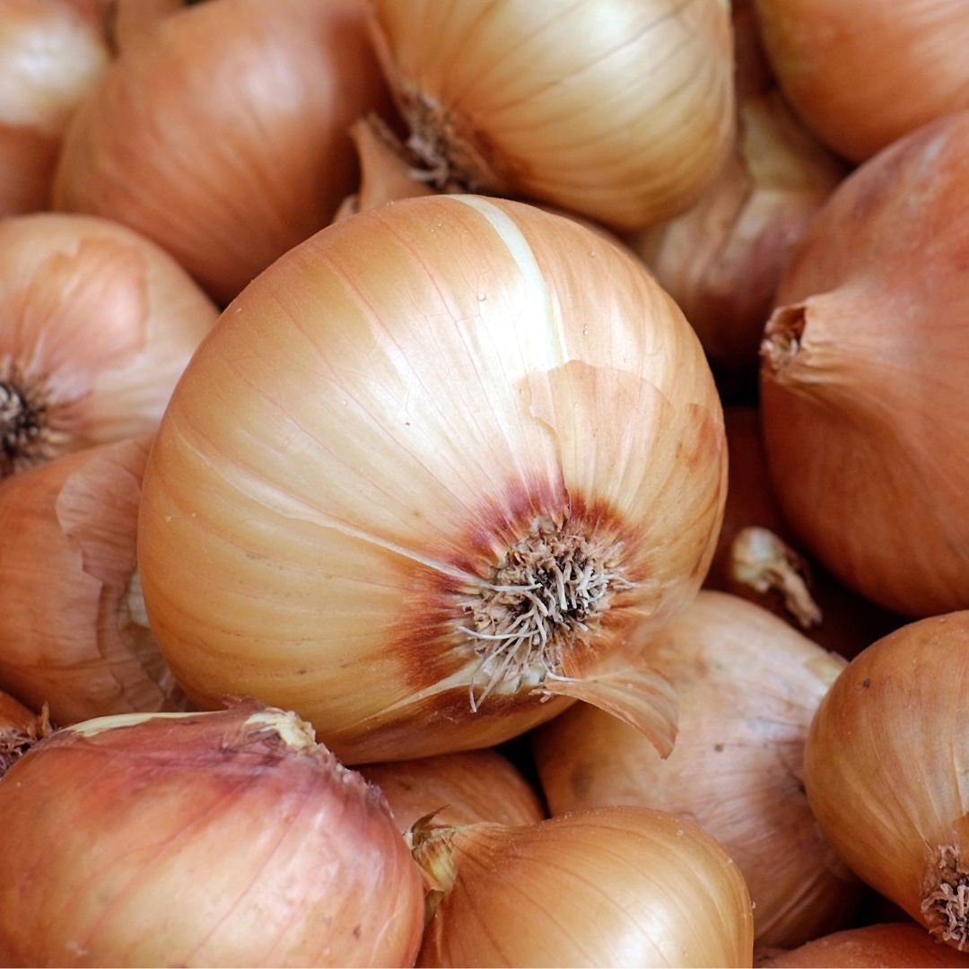 Borettana Onion - Circle Farms seeds