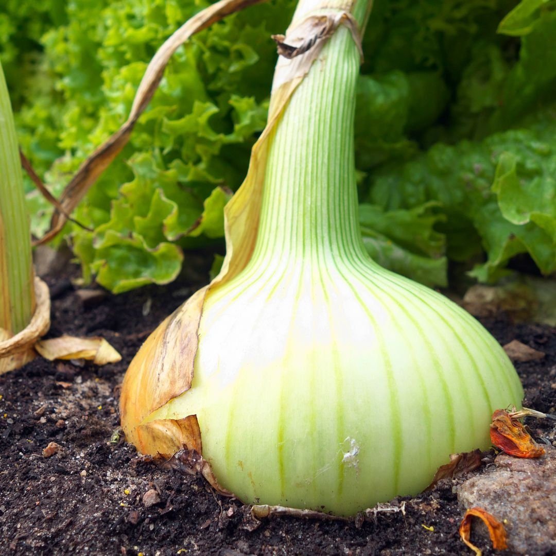 Borettana Onion - Circle Farms seeds
