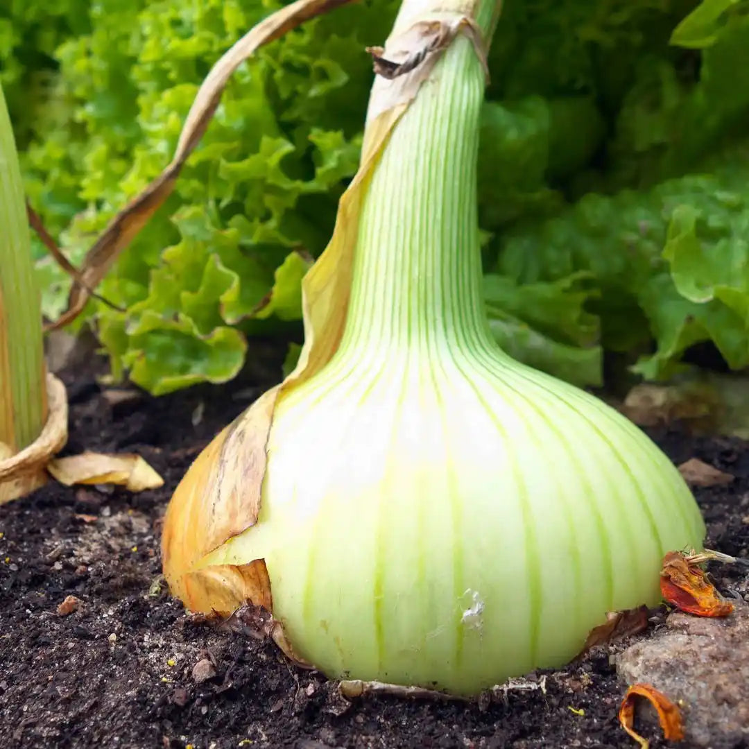 Borettana Onion - Circle Farms seeds