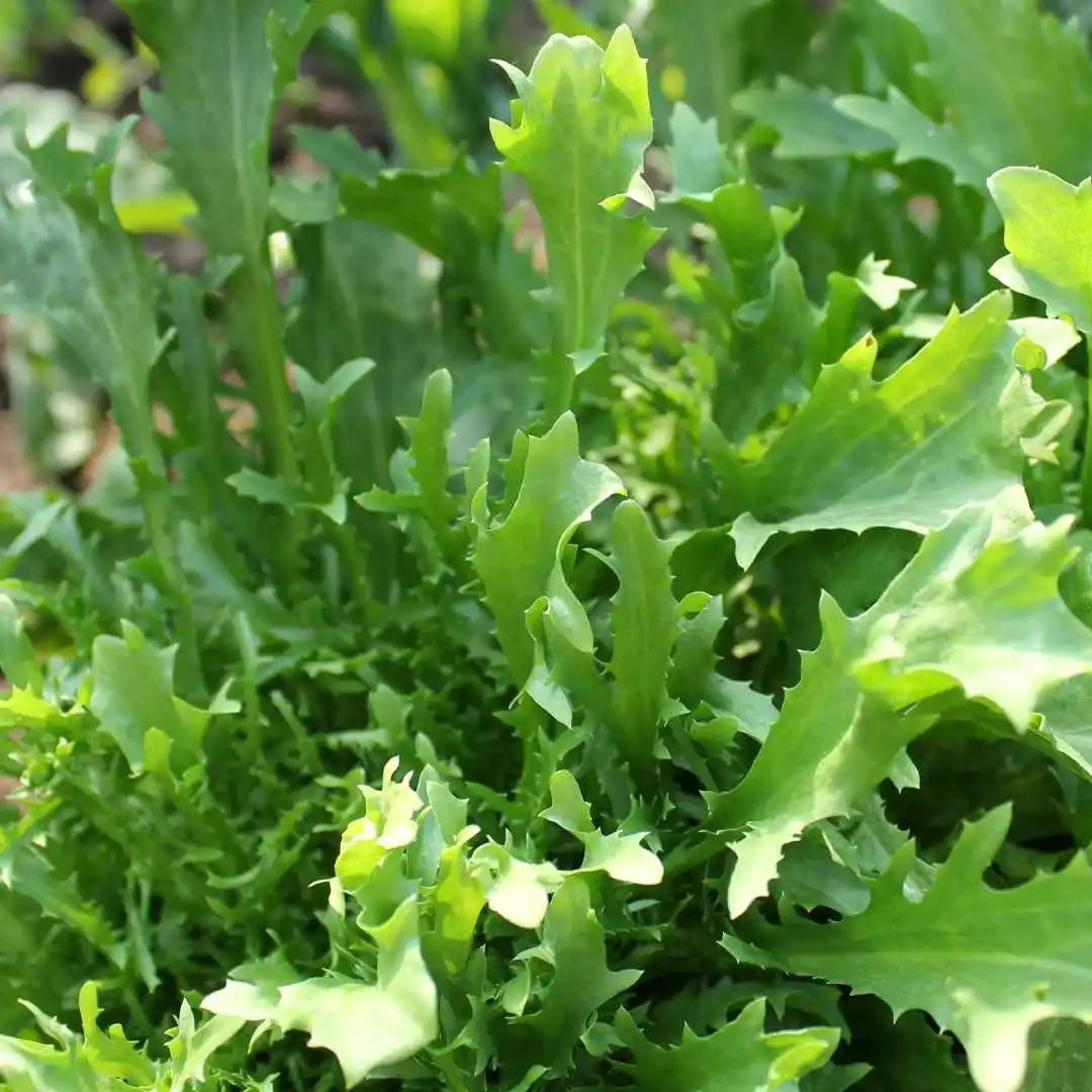 Lettuce Seeds - Mizuna Mustard (Organic)