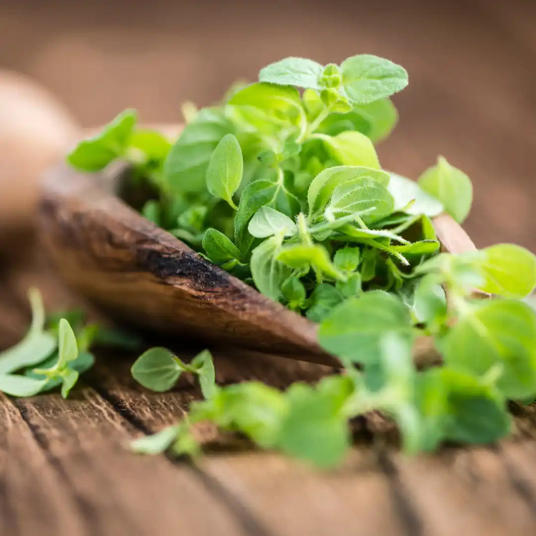 Oregano - Greek (Organic)