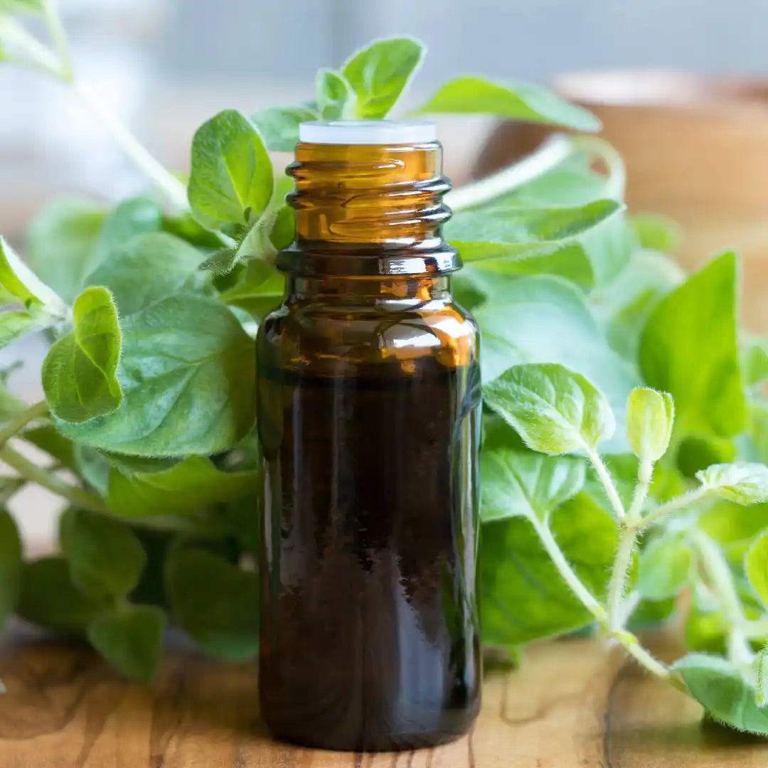 Oregano - Greek (Organic)