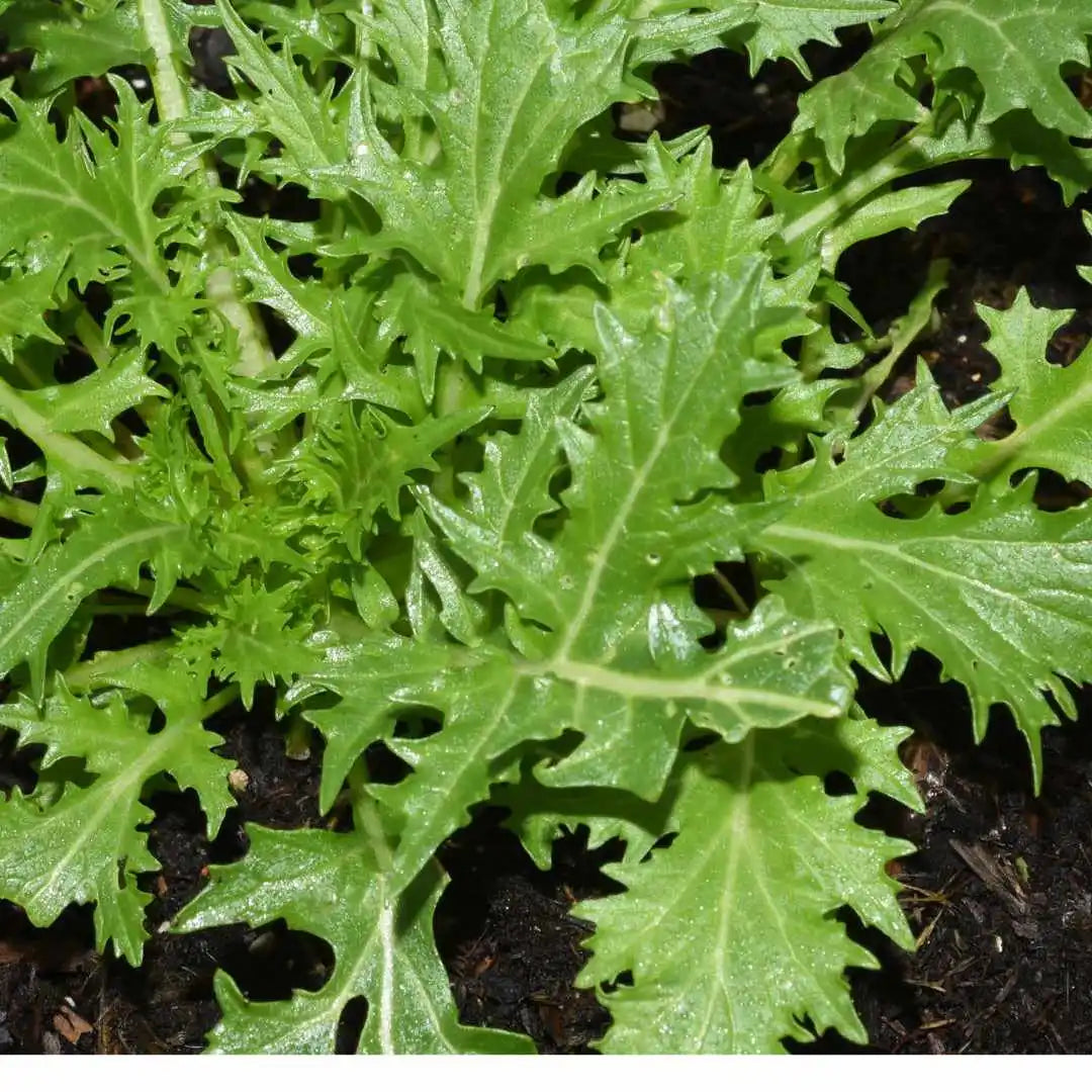 Lettuce Seeds - Mizuna Mustard (Organic)