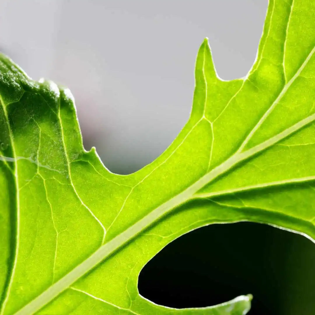 Lettuce Seeds - Mizuna Mustard (Organic)
