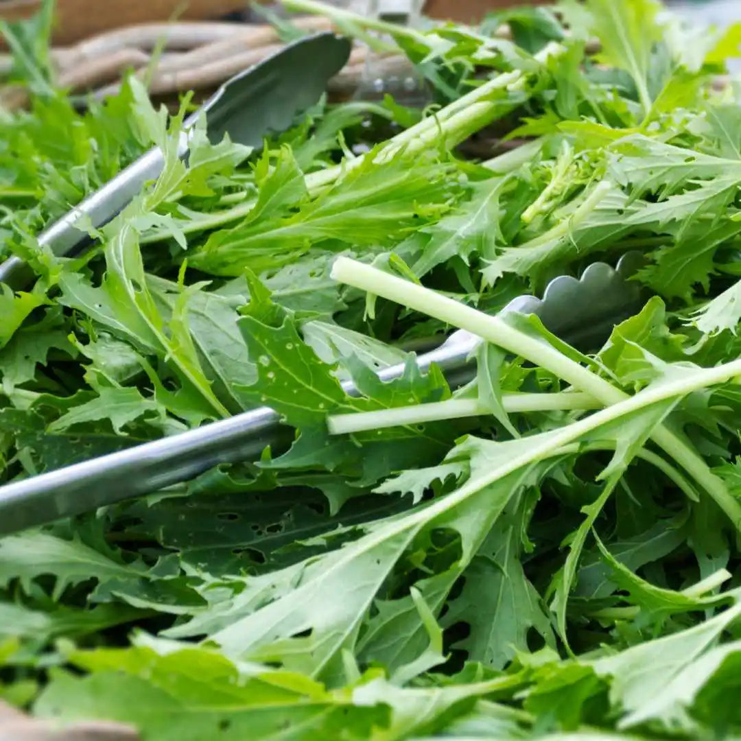Lettuce Seeds - Mizuna Mustard (Organic)