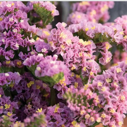 Statice Seeds - Forever Happy Pink Lavender