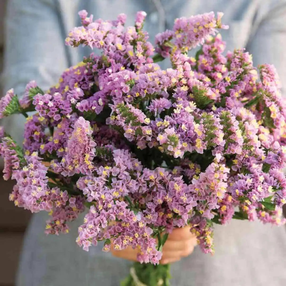 Statice Seeds - Forever Happy Pink Lavender