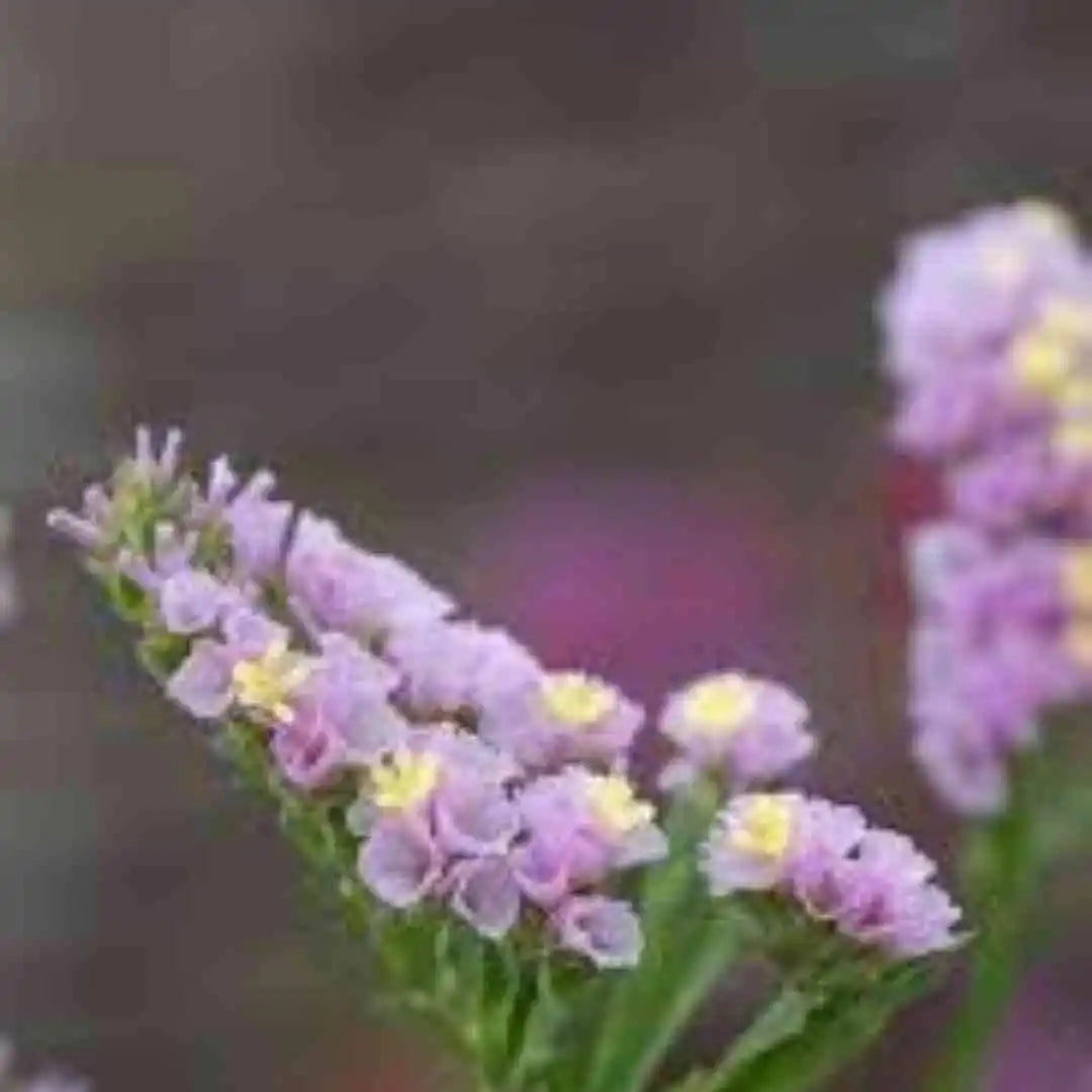 Statice Seeds - Forever Happy Pink Lavender