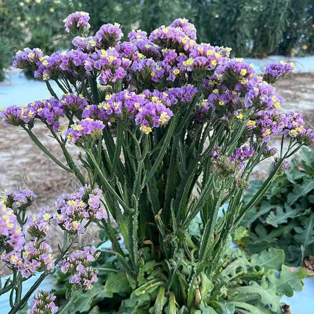 Statice Seeds - Forever Happy Pink Lavender