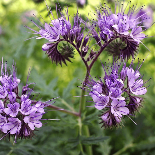 Bee's Friend - Purple Tansy - Circle Farms seeds