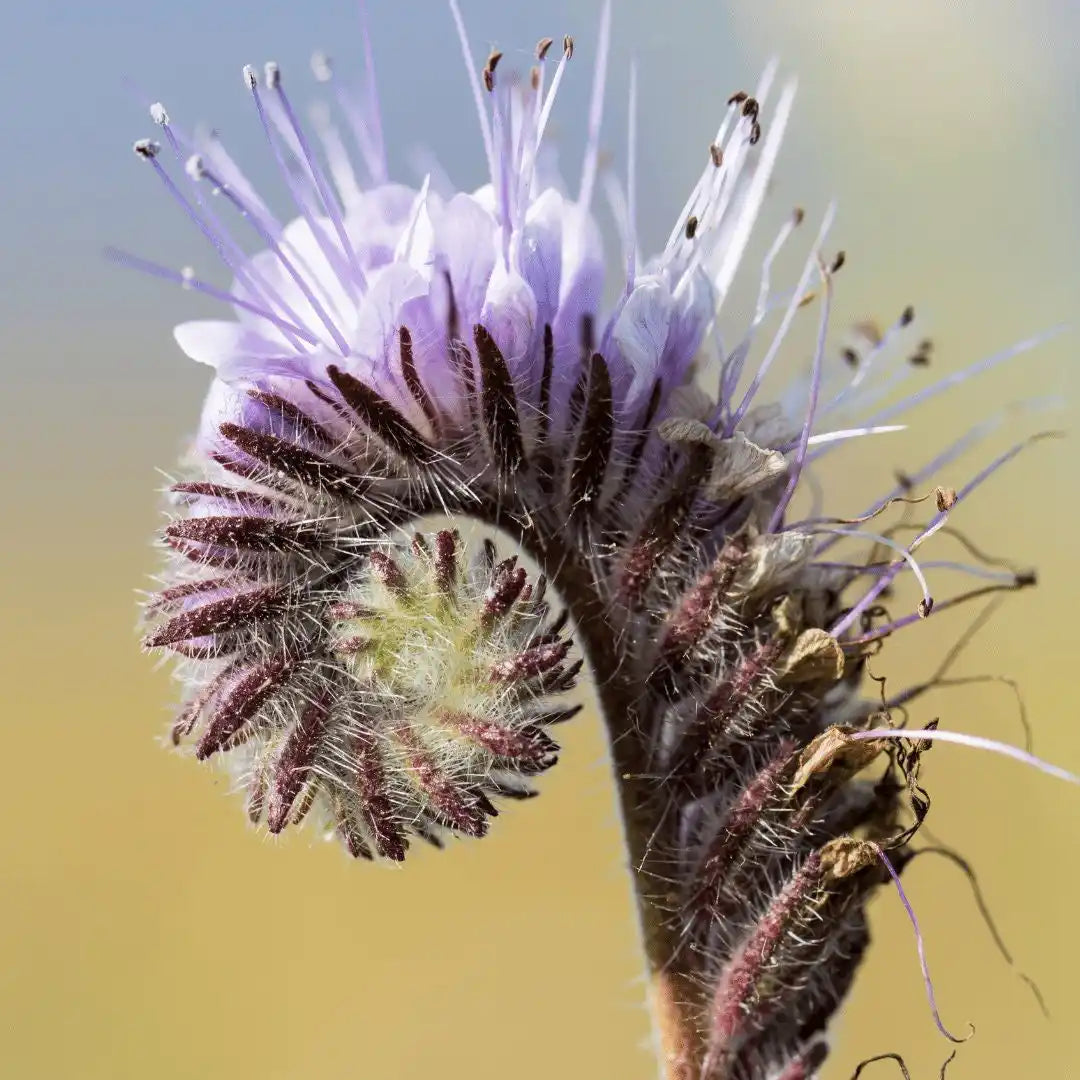 Bee's Friend - Purple Tansy - Circle Farms seeds