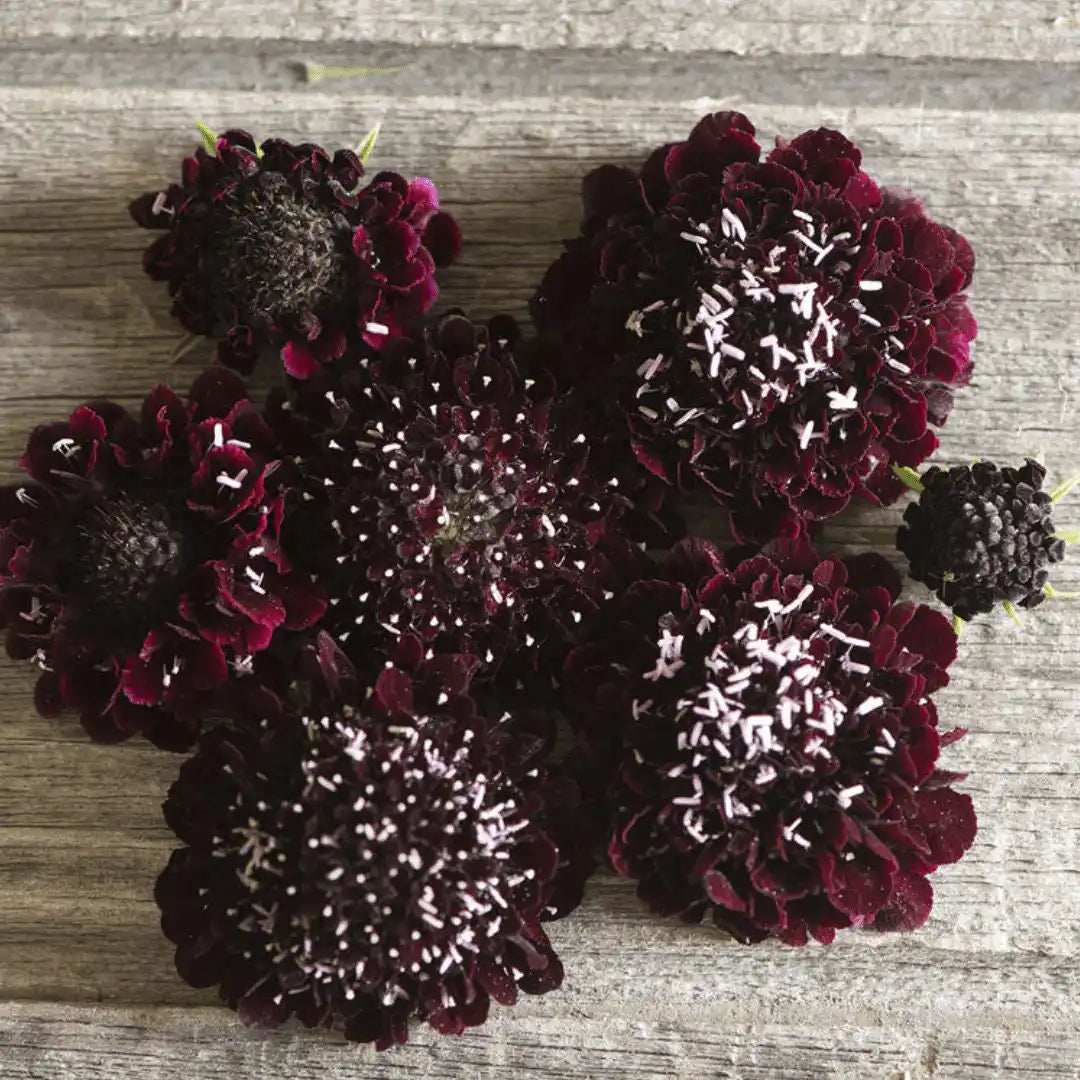 Scabiosa Seeds - Black Knight