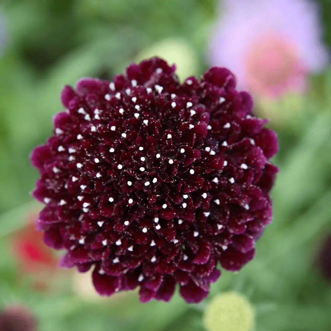 Scabiosa Seeds - Black Knight